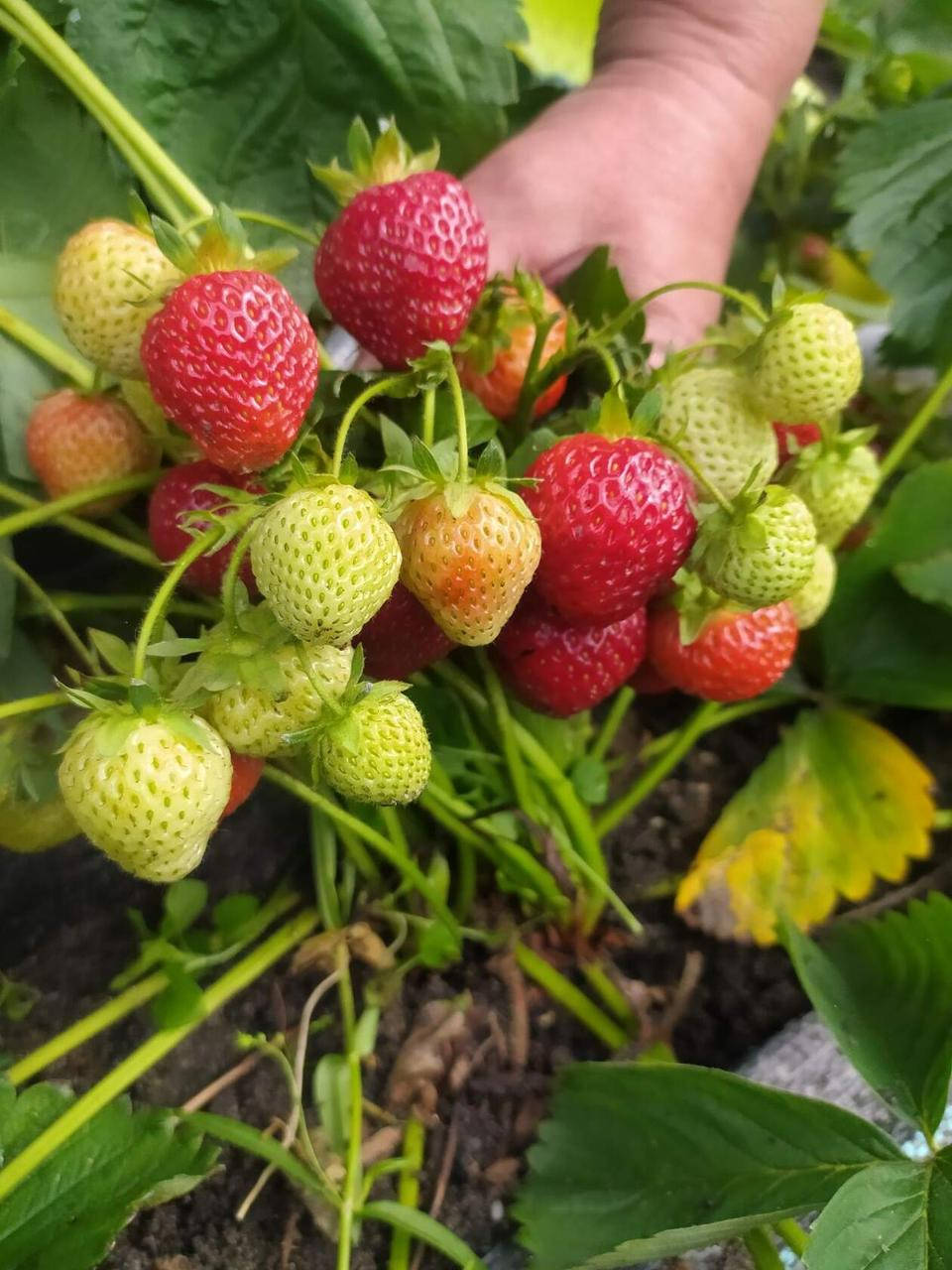 

Саджанці полуниці. ранній сорт, родючий сорт. ягода транспонтабельна
