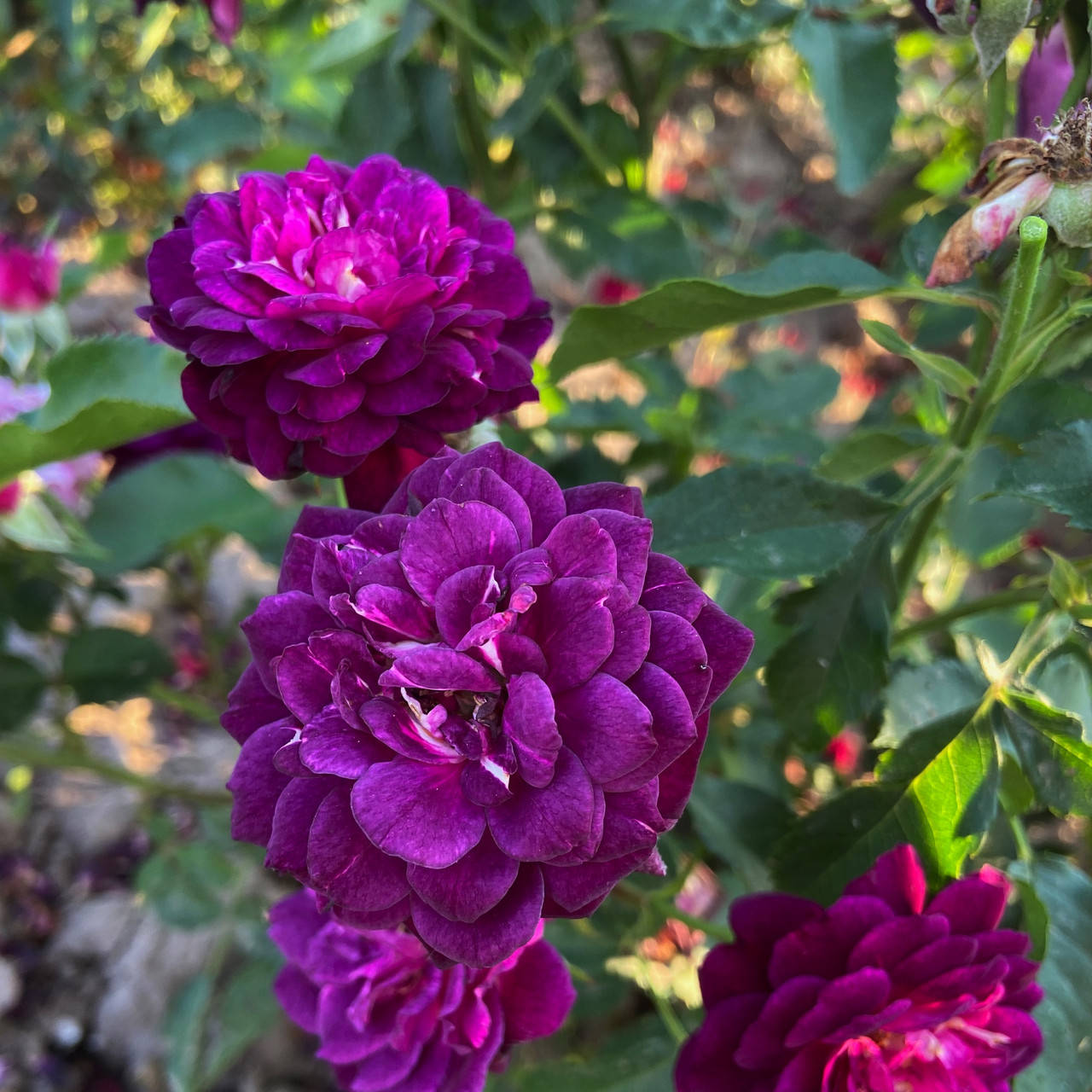 

Пёрпл Эден (Purple Eden)