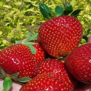 

Саженец клубники МАЛЬВИНА - средний