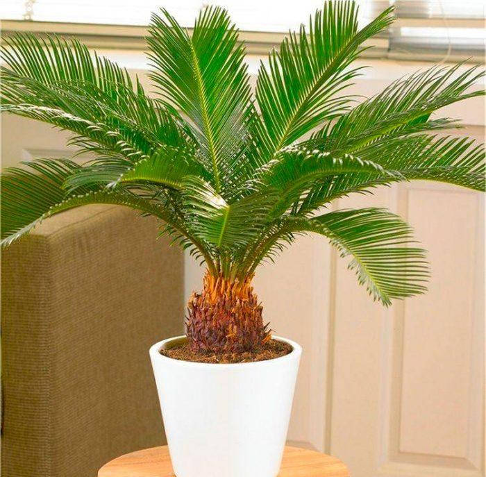 

Семена цикаса 'Карликовая форма' Карликовое тайское саго -Cycas siamensis 'Dwarf Form, Зелёный