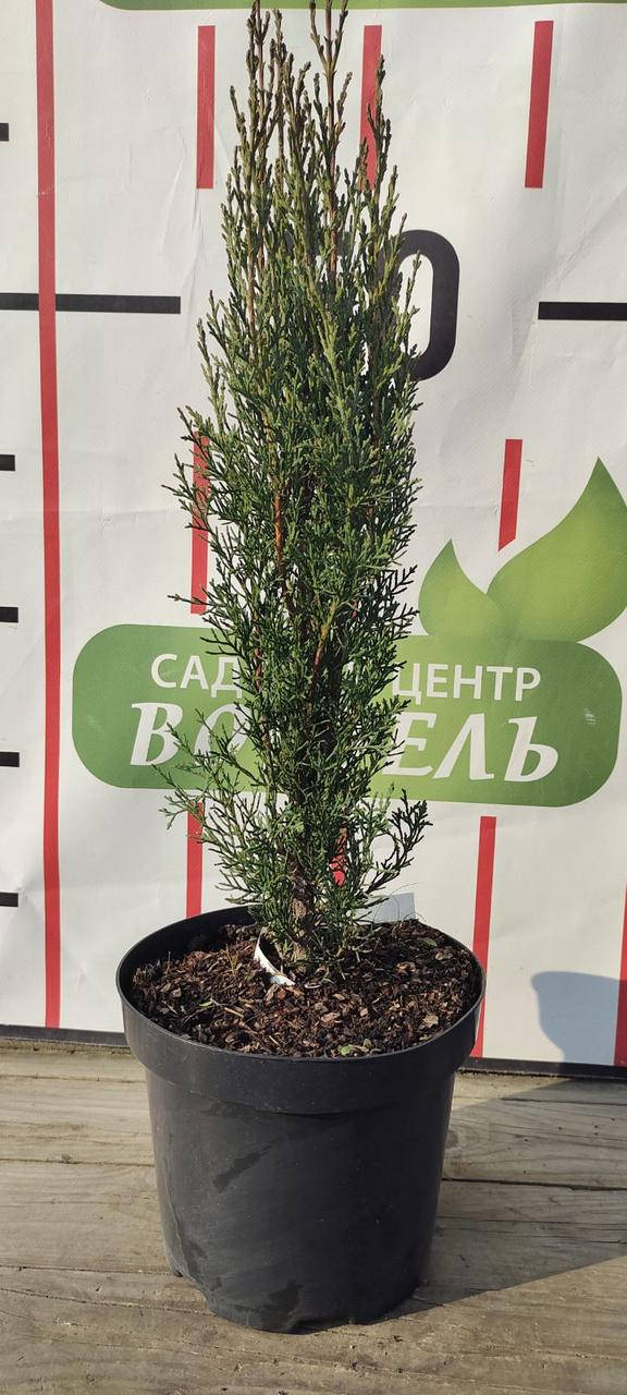 

Кипарис вічнозелений/Cupressus sempervirens С3/ Н 30-40