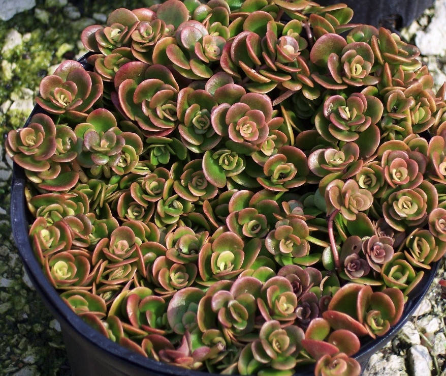 

Очиток 'Coral Reef'. Контейнер 0,5 л