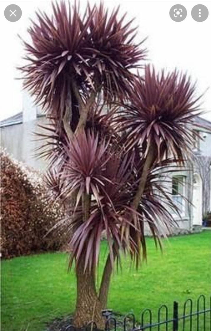 

Кордиліна південна Пурпуреа/CORDYLINE australis Purpurea С3/ Н 40-60