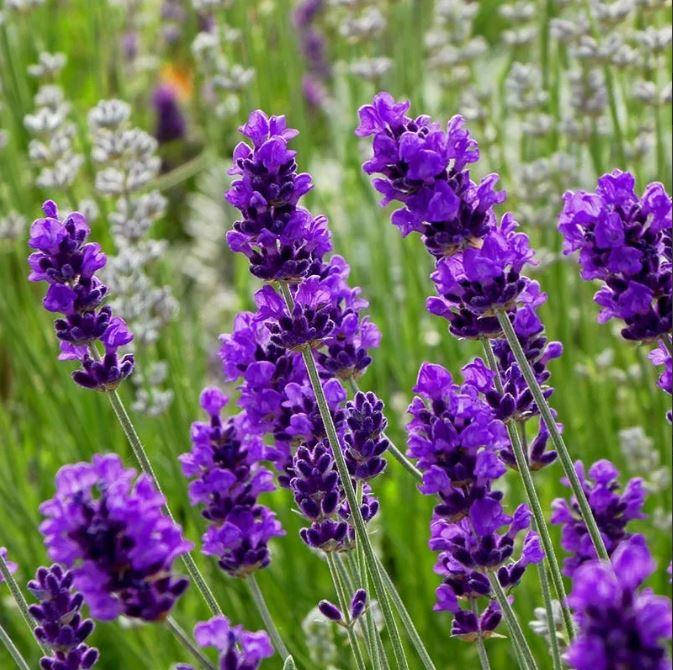 

Лаванда "LAVANCE PURPLE" / Саженцы