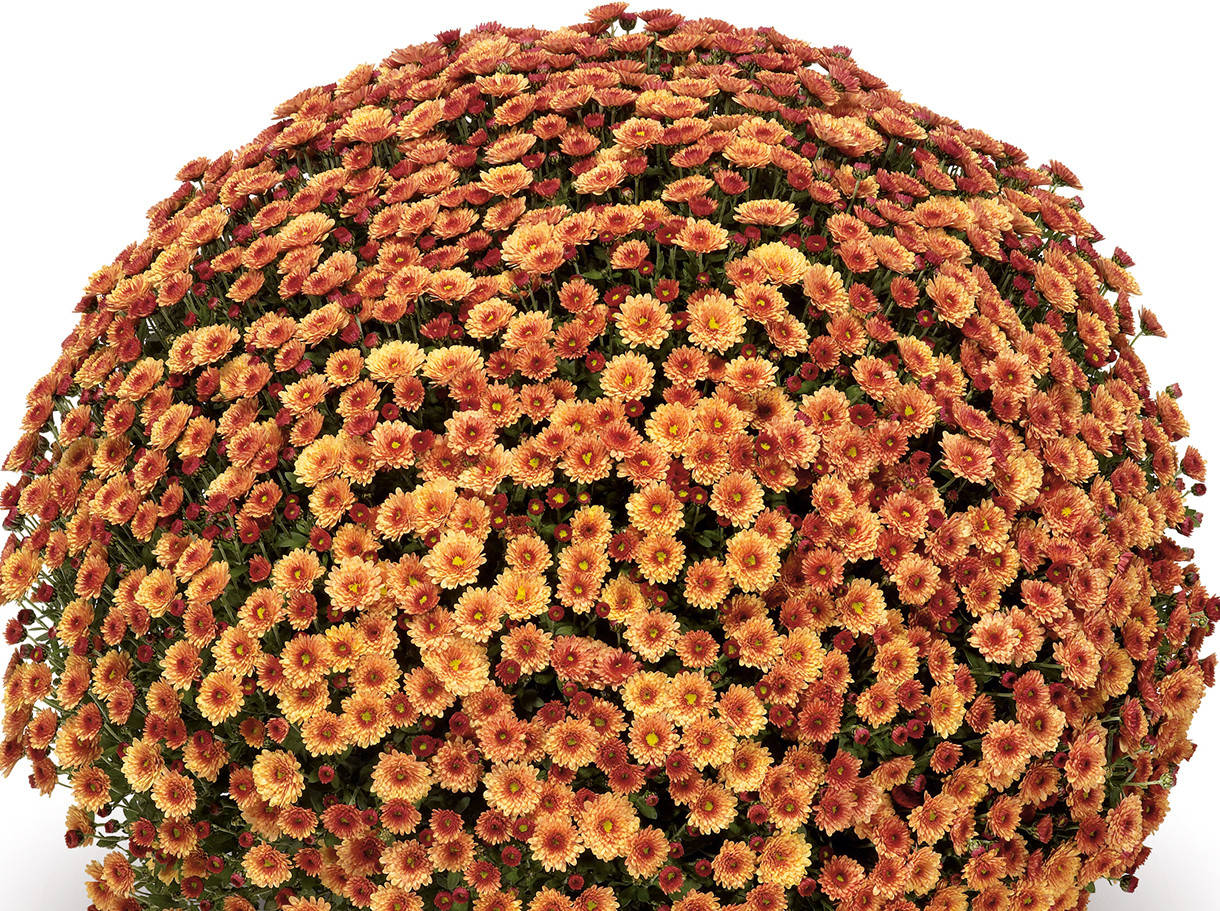

Хризантема дрібноквіткова горшкова Jasoda Orange