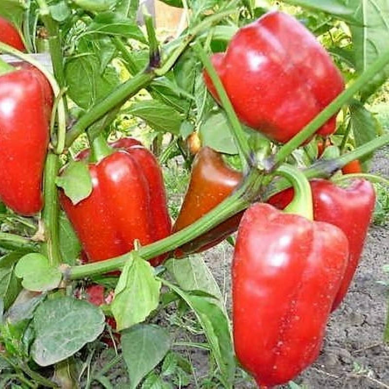 

Перец Полёт 1 г (на вес) Элитный ряд