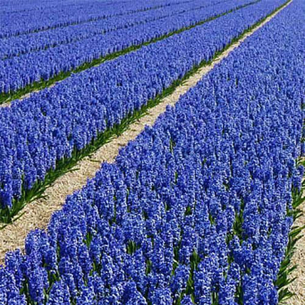 

Саженец лаванды Loddon Blue