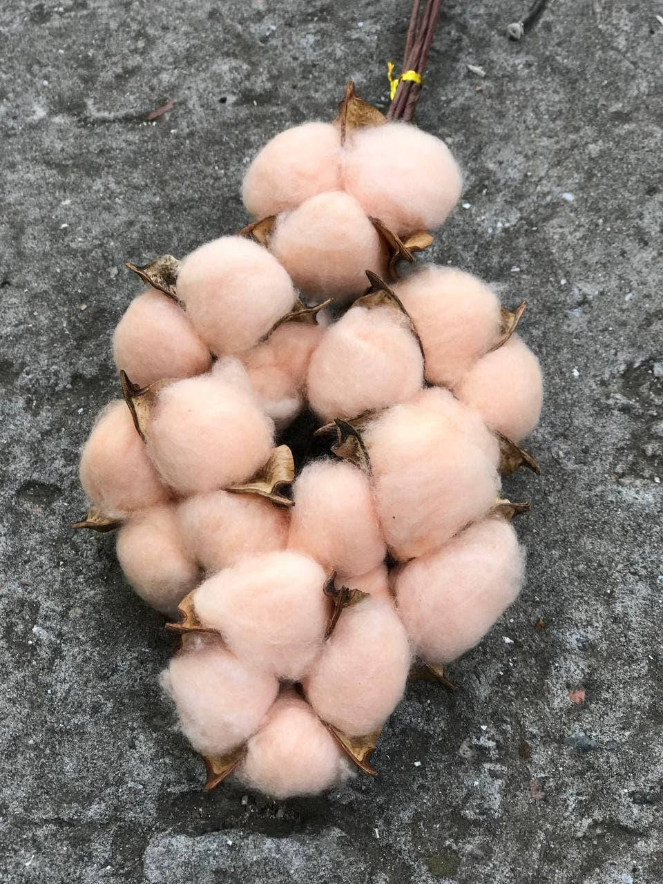 

Сухоцвет Хлопок