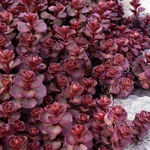 

Очиток #10/ Седум Ред Карпет/Sedum spurium 'Red Carpet', горщик р9