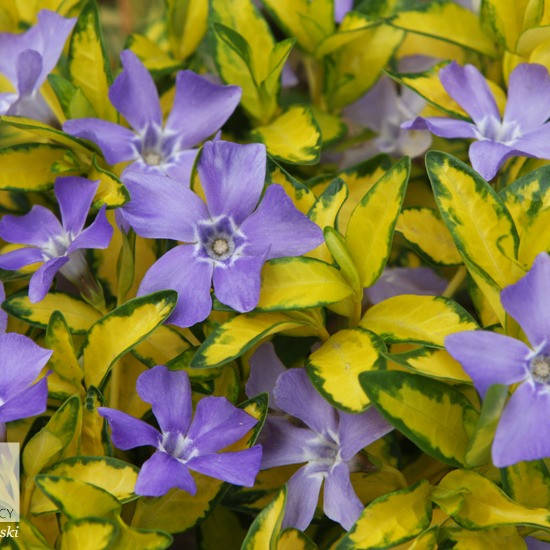 

Барвинок Иллюминейшн, Vinca minor Illumination variegated