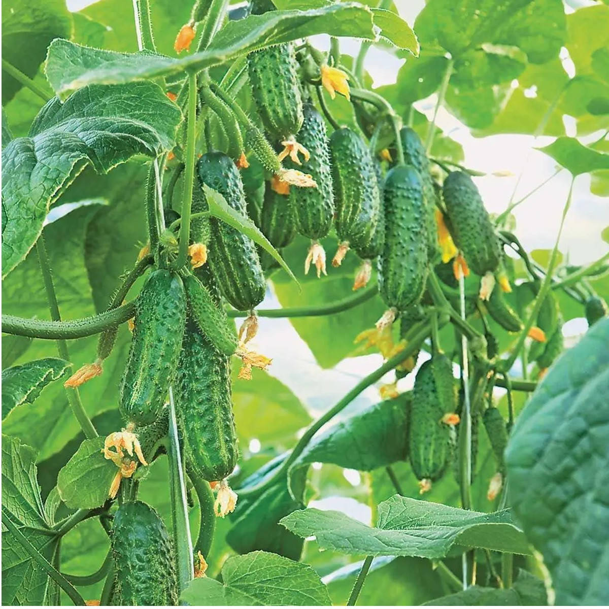 

Огірок середній самозапильний Еколь F1 10шт Професійне насіння Нидерланды