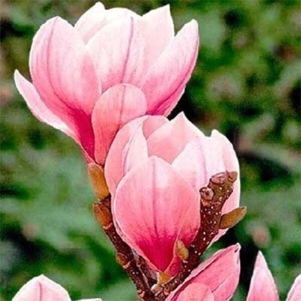 

МАГНОЛИЯ RED LUCKY (САЖЕНЦЫ ЗКС).