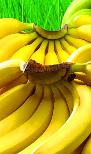 

Банан Карликовый Кавендиш (Dwarf Cavendish)