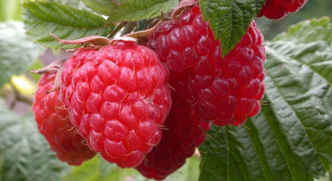 

Малина ШАПКА МОНОМАХА