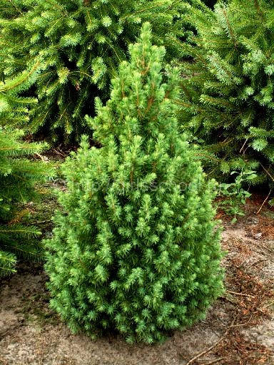 

Ель канадская Коника(Conica)Picea glauca Conica) C2/С3/С5