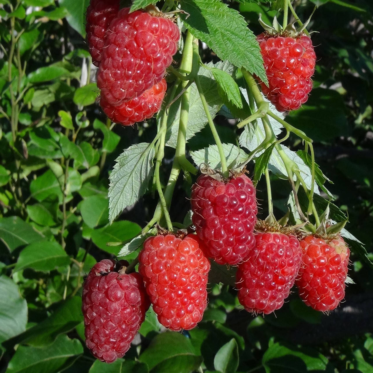 

Саженцы (кусты) летней малины Квелли - поздняя, транспортабельная, зимостойкая