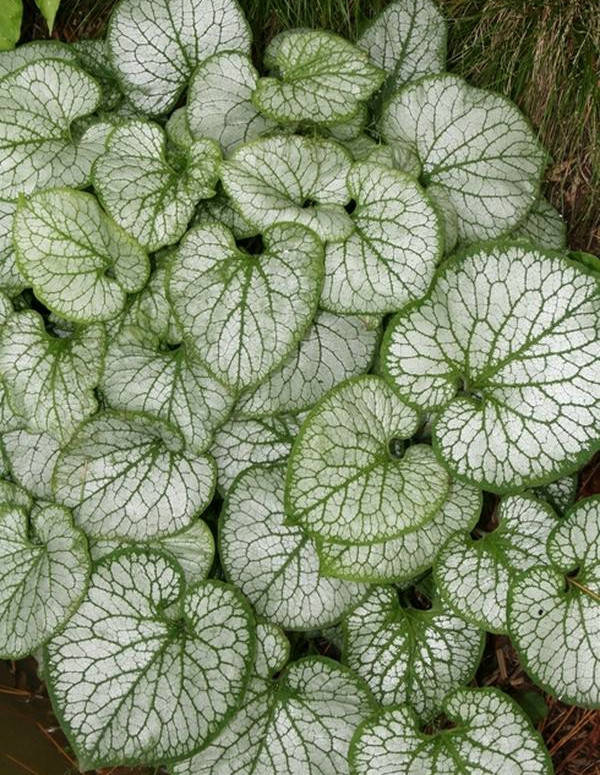 

Бруннера крупнолистная Джек Фрост ( саженцы 1.5л )