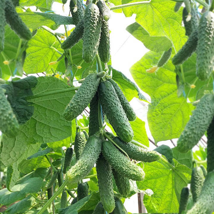 

Нибори F1(KS 90) 10 шт семена огурца Kitano Seeds
