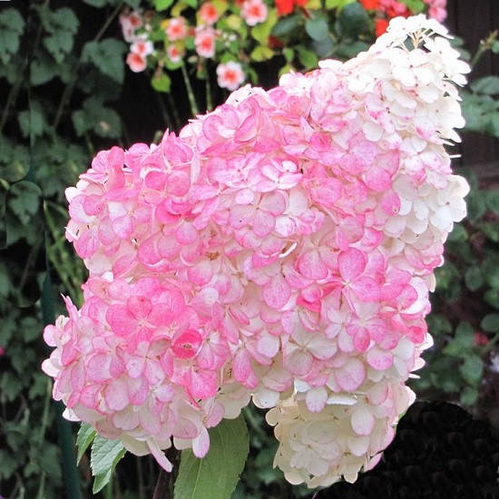 

Гортензия метельчатая "Пинк Леди"однолетние саженцы.