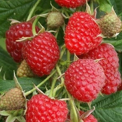

Саженцы (кусты) летней малины Глен Мой - бесшипная, ранная, крупноплодная