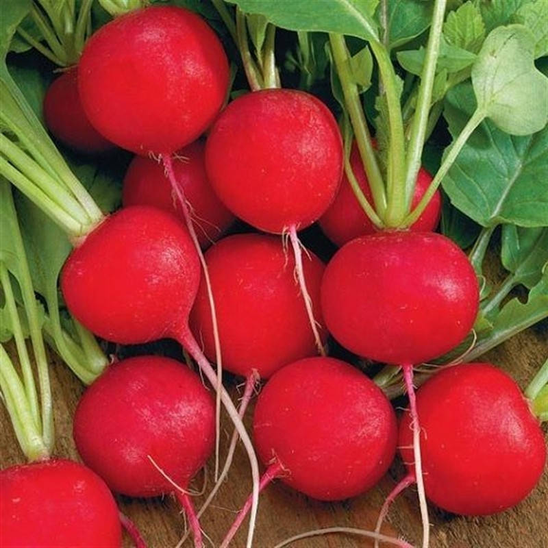 

Семена скороспелой редиски Кармен Агроном 10г