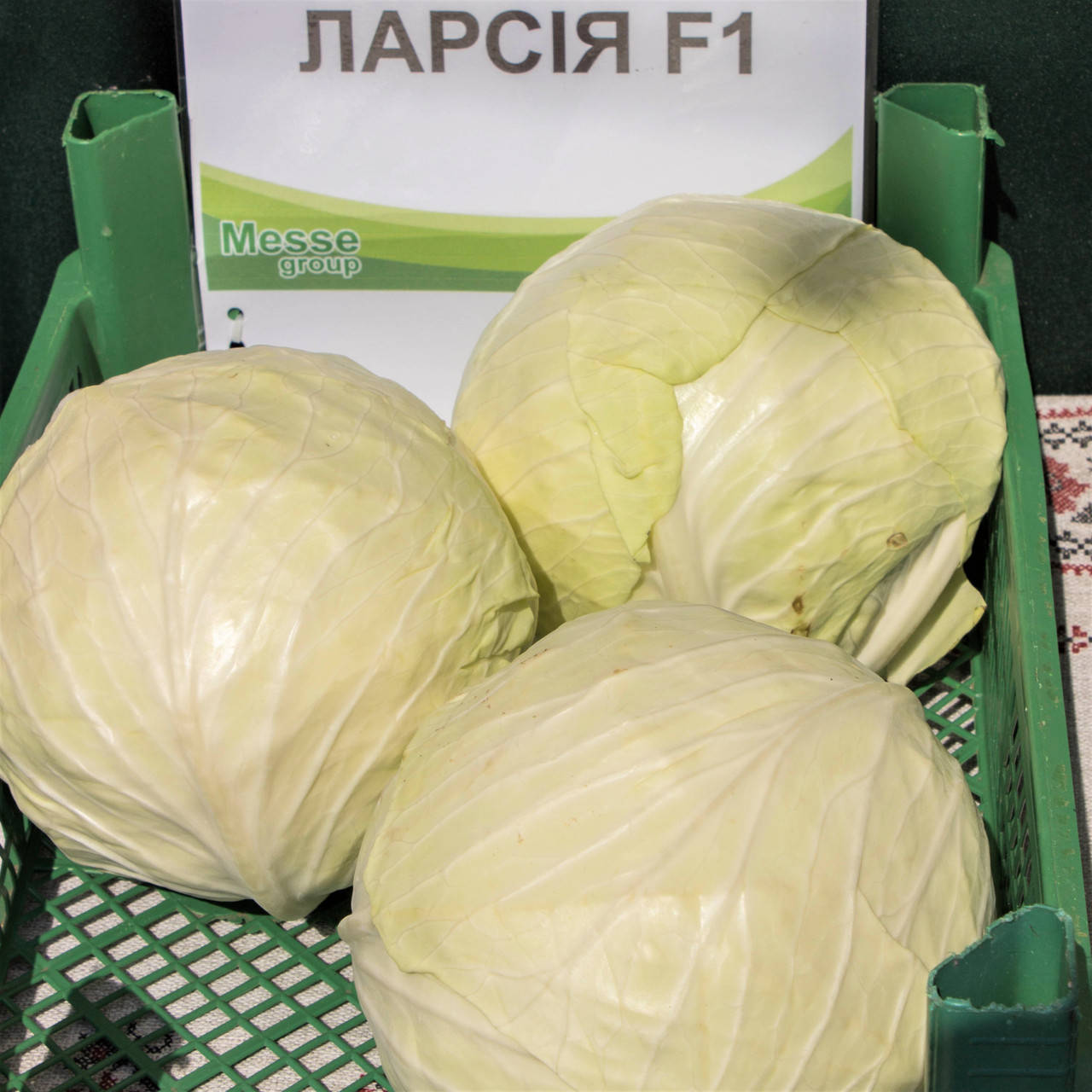 

Капуста Ларсия F1 | LARSIYA Seminis 2500 шт