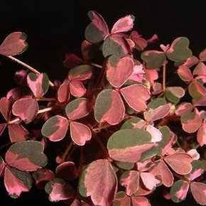 

Кислица (оксалис) Плюм крейзи, Oxalis plum crazy, Розовый