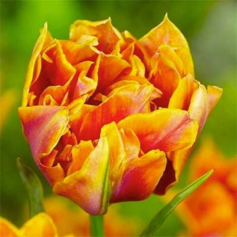 

Тюльпан Willem Van Oranje 2шт.