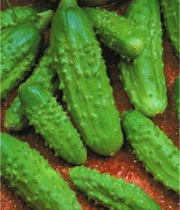 

Семена огурцов пчелоопыляемых Голубчик F1 (ИМП)