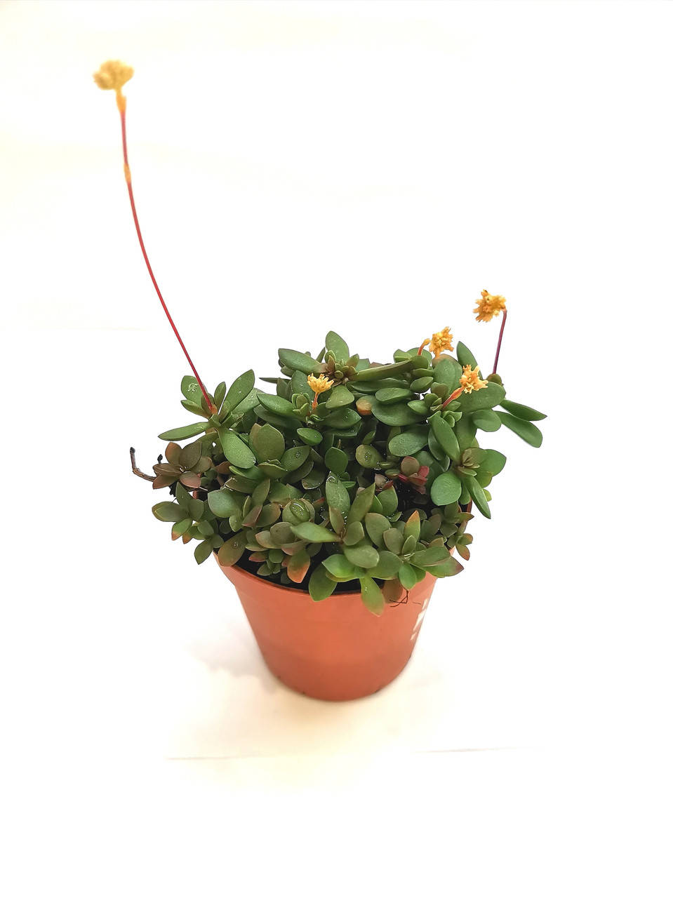 

Крассула Crassula pubescens radicans Суккулент Комнатное растение