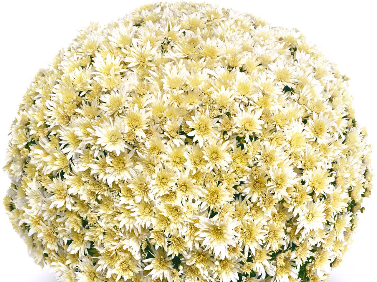 

Хризантема мультифлора Arluno Vanilla укорененный черенок