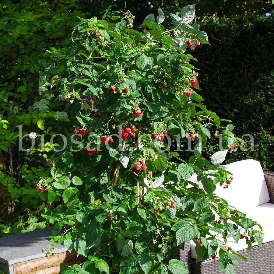 

Малиновое дерево Крепыш