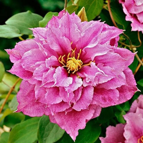 

Клематис Piilu