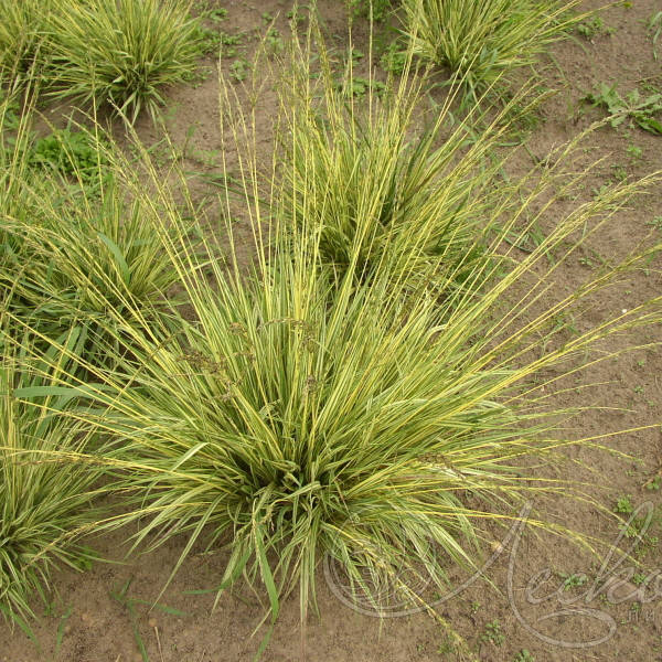 

Молиния вариегатная, Molinia caerulea Variegata