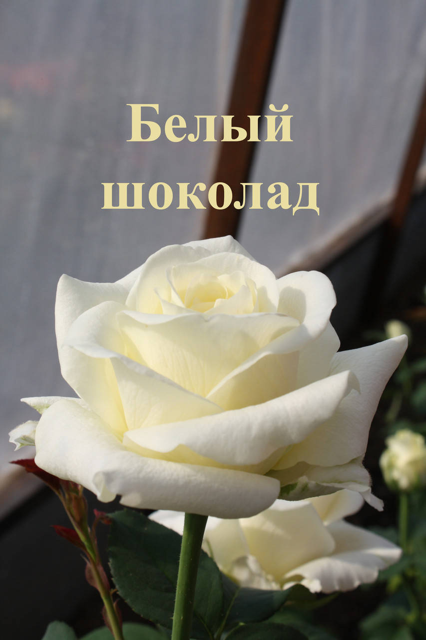 

Роза чайно-гибридная Белый Шоколад (White Chocolate)