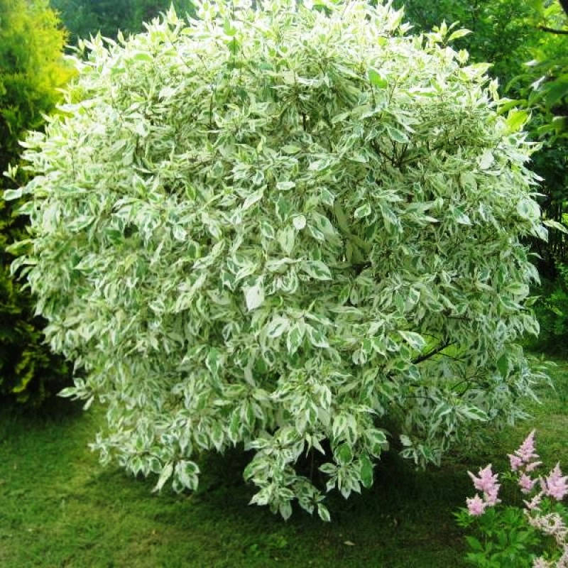 

Саженцы Дерена белого Элегантиссима (Cornus alba Elegantissima)