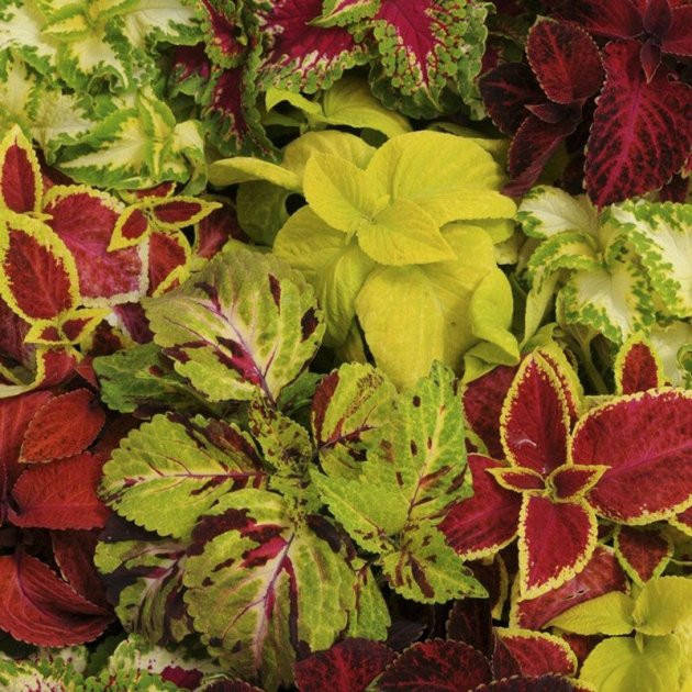 

Семена Колеус Файервей Mix 10 шт Sakata, Разные цвета