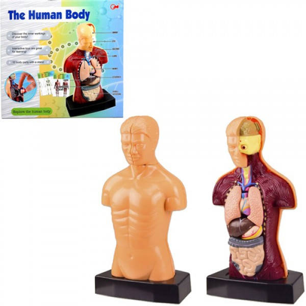 

Настольная игра макет человеческого тела The Human Body 3301