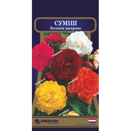 

Бегонія махрова, суміш 10 шт, Голандія