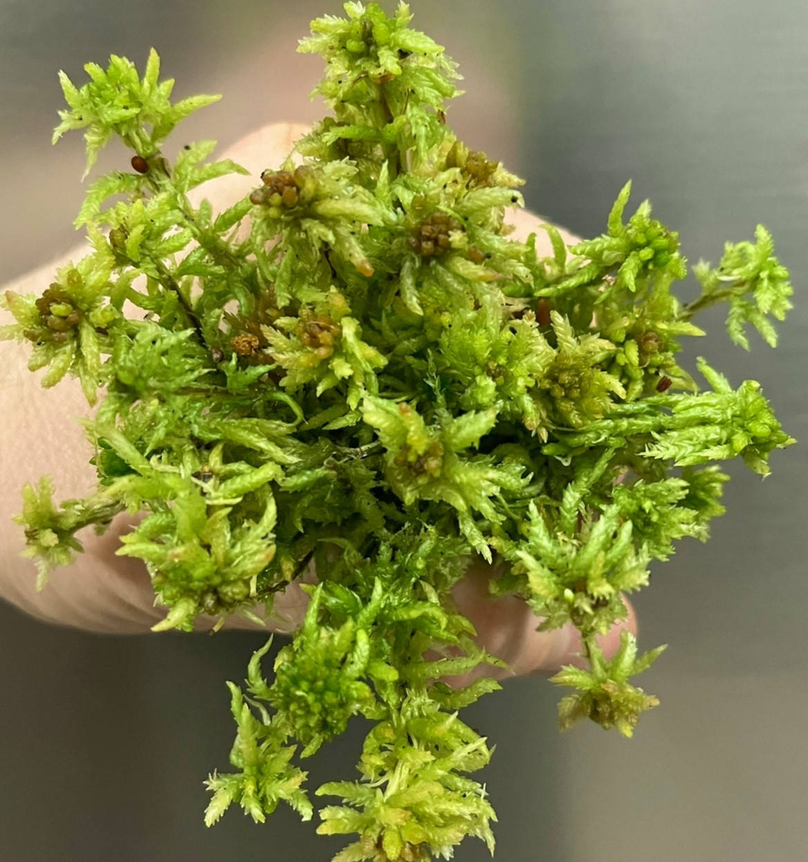 

Мох spagmoss живой, 1л