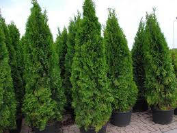 

Туя западная Смарагд Р9 25-27(Thuja occidentalis Smaragd )