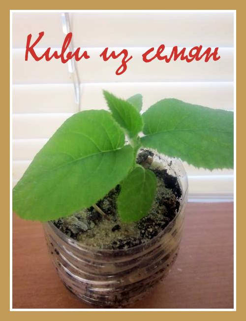 

Киви семена