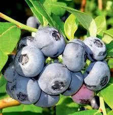 

Лохина високоросла Чендлер/Vaccinium cor. 'Chandler' С3/ Н 30-40