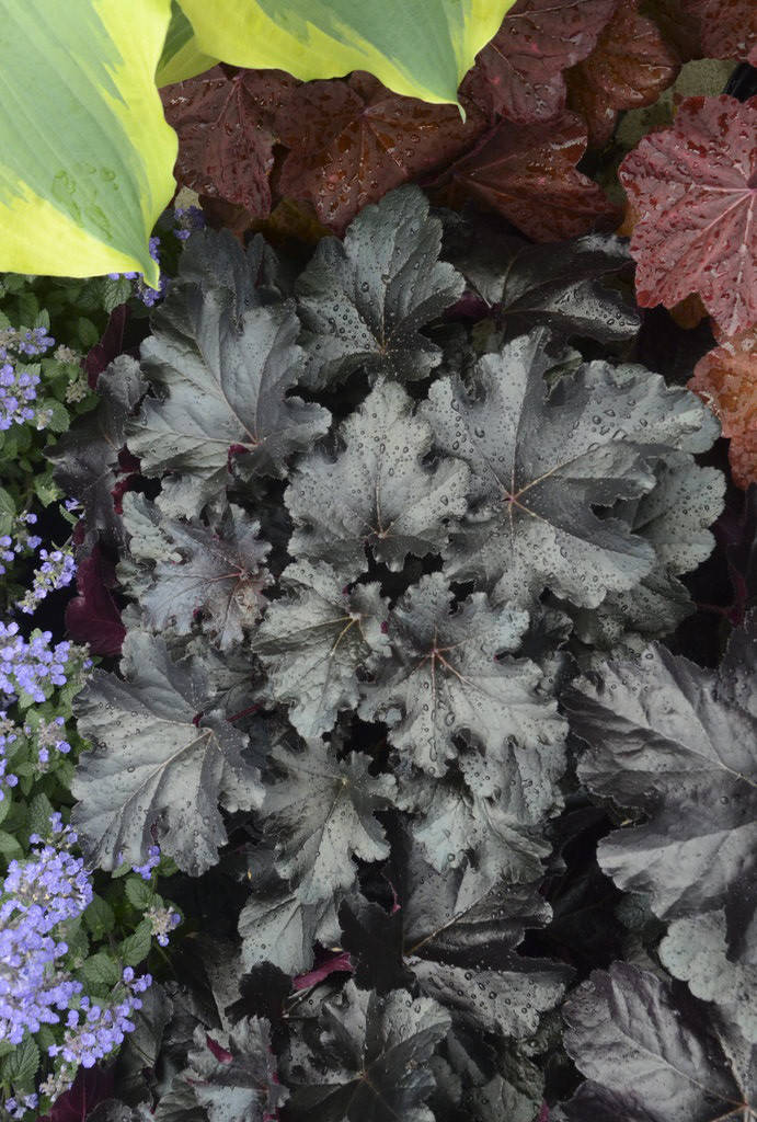 

Гейхера Карнавал Блэк Олив \ Heuchera Carnival Black Olive( саженец) НОВИНКА