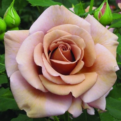 

Роза Коко Локо. (Koko Loko) Флорибунда