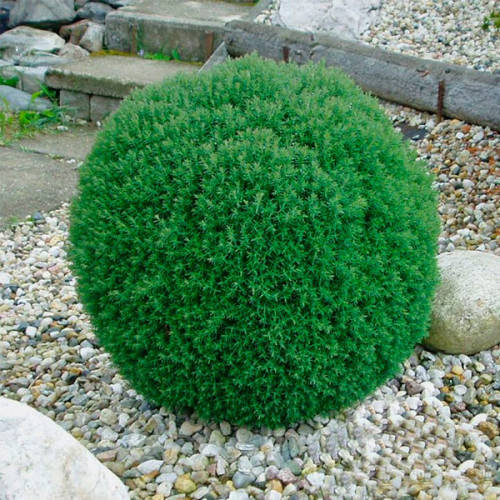 

Туя Teddy (Тедди) в контейнере