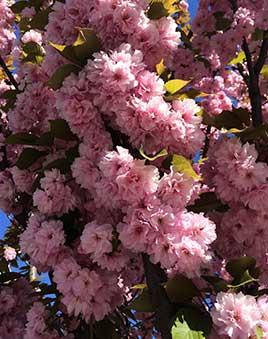 

Сакура Канзан / Prunus Kanzan С35 / Н 200-220 /Ра 160