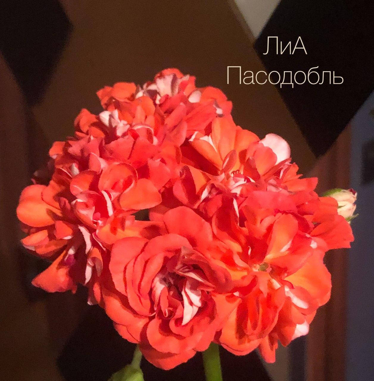 

Пеларгония ЛиА Пасодобль (№48с)