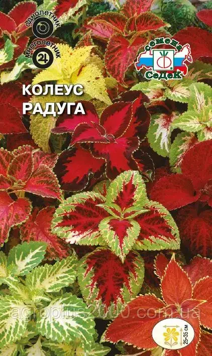 

Семена Колеус Радуга 0,05 грамма Седек, Разные цвета