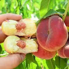 

Саженцы инжирного персика ПИНК РИНГ